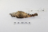  ( - MACN-Or-ct 1323)  @13 [ ] Copyright (2012) MACN Museo Argentino de Ciencias Naturales "Bernardino Rivadavia"