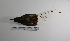  ( - MACN-Or-ct 1361)  @12 [ ] Copyright (2012) MACN Museo Argentino de Ciencias Naturales "Bernardino Rivadavia"