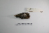  ( - MACN-Or-ct 1361)  @12 [ ] Copyright (2012) MACN Museo Argentino de Ciencias Naturales "Bernardino Rivadavia"