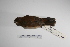  ( - MACN-Or-ct 1384)  @13 [ ] Copyright (2012) MACN Museo Argentino de Ciencias Naturales "Bernardino Rivadavia"