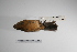  ( - MACN-Or-ct 1384)  @12 [ ] Copyright (2012) MACN Museo Argentino de Ciencias Naturales "Bernardino Rivadavia"