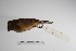  ( - MACN-Or-ct 1386)  @13 [ ] Copyright (2012) MACN Museo Argentino de Ciencias Naturales "Bernardino Rivadavia"