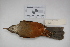  ( - MACN-Or-ct 1428)  @13 [ ] Copyright (2012) MACN Museo Argentino de Ciencias Naturales "Bernardino Rivadavia"