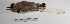  ( - MACN-Or-ct 1445)  @13 [ ] Copyright (2012) MACN Museo Argentino de Ciencias Naturales "Bernardino Rivadavia"