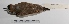  ( - MACN-Or-ct 1446)  @13 [ ] Copyright (2012) MACN Museo Argentino de Ciencias Naturales "Bernardino Rivadavia"