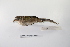  (Emberizoides herbicola - MACN-Or-ct 1468)  @14 [ ] Copyright (2012) MACN Museo Argentino de Ciencias Naturales "Bernardino Rivadavia"