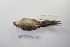  ( - MACN-Or-ct 1468)  @12 [ ] Copyright (2012) MACN Museo Argentino de Ciencias Naturales "Bernardino Rivadavia"