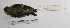  ( - MACN-Or-ct 1491)  @12 [ ] Copyright (2012) MACN Museo Argentino de Ciencias Naturales "Bernardino Rivadavia"
