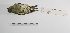  ( - MACN-Or-ct 1491)  @12 [ ] Copyright (2012) MACN Museo Argentino de Ciencias Naturales "Bernardino Rivadavia"