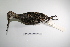  ( - MACN-Or-ct 1499)  @13 [ ] Copyright (2012) MACN Museo Argentino de Ciencias Naturales "Bernardino Rivadavia"