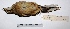  ( - MACN-Or-ct 1508)  @12 [ ] Copyright (2012) MACN Museo Argentino de Ciencias Naturales "Bernardino Rivadavia"