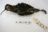  (Rostratulidae - MACN-Or-ct 1545)  @13 [ ] Copyright (2014) MACN Museo Argentino de Ciencias Naturales, Bernardino Rivadavia