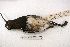  ( - MACN-Or-ct 1545)  @12 [ ] Copyright (2014) MACN Museo Argentino de Ciencias Naturales, Bernardino Rivadavia