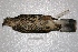  ( - MACN-Or-ct 1553)  @12 [ ] Copyright (2014) MACN Museo Argentino de Ciencias Naturales, Bernardino Rivadavia