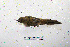  ( - MACN-Or-ct 1555)  @12 [ ] Copyright (2012) MACN Museo Argentino de Ciencias Naturales "Bernardino Rivadavia"