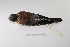  ( - MACN-Or-ct 1559)  @12 [ ] Copyright (2012) MACN Museo Argentino de Ciencias Naturales "Bernardino Rivadavia"