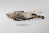  ( - MACN-Or-ct 1559)  @12 [ ] Copyright (2012) MACN Museo Argentino de Ciencias Naturales "Bernardino Rivadavia"