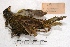  ( - MACN-Or-ct 1574)  @13 [ ] Copyright (2014) MACN Museo Argentino de Ciencias Naturales, Bernardino Rivadavia