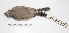  ( - MACN-Or-ct 1593)  @13 [ ] Copyright (2012) MACN Museo Argentino de Ciencias Naturales "Bernardino Rivadavia"