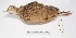  ( - MACN-Or-ct 1596)  @13 [ ] Copyright (2012) MACN Museo Argentino de Ciencias Naturales "Bernardino Rivadavia"