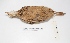  ( - MACN-Or-ct 1596)  @13 [ ] Copyright (2012) MACN Museo Argentino de Ciencias Naturales "Bernardino Rivadavia"