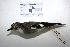  ( - MACN-Or-ct 1605)  @13 [ ] Copyright (2012) MACN Museo Argentino de Ciencias Naturales "Bernardino Rivadavia"
