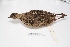 ( - MACN-Or-ct 1606)  @13 [ ] Copyright (2012) MACN Museo Argentino de Ciencias Naturales "Bernardino Rivadavia"