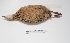  ( - MACN-Or-ct 1606)  @13 [ ] Copyright (2012) MACN Museo Argentino de Ciencias Naturales "Bernardino Rivadavia"