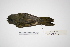  ( - MACN-Or-ct 1609)  @13 [ ] Copyright (2012) MACN Museo Argentino de Ciencias Naturales "Bernardino Rivadavia"