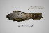  ( - MACN-Or-ct 1609)  @13 [ ] Copyright (2012) MACN Museo Argentino de Ciencias Naturales "Bernardino Rivadavia"