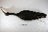  ( - MACN-Or-ct 1622)  @12 [ ] Copyright (2014) MACN Museo Argentino de Ciencias Naturales, Bernardino Rivadavia