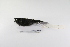  ( - MACN-Or-ct 1641)  @13 [ ] Copyright (2012) MACN Museo Argentino de Ciencias Naturales "Bernardino Rivadavia"