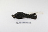  ( - MACN-Or-ct 1646)  @12 [ ] Copyright (2012) MACN Museo Argentino de Ciencias Naturales "Bernardino Rivadavia"