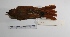  ( - MACN-Or-ct 1648)  @13 [ ] Copyright (2012) MACN Museo Argentino de Ciencias Naturales "Bernardino Rivadavia"