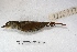  ( - MACN-Or-ct 1659)  @13 [ ] Copyright (2014) MACN Museo Argentino de Ciencias Naturales, Bernardino Rivadavia