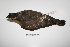  ( - MACN-Or-ct 1670)  @14 [ ] Copyright (2012) MACN Museo Argentino de Ciencias Naturales "Bernardino Rivadavia"