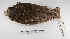  ( - MACN-Or-ct 1672)  @13 [ ] Copyright (2012) MACN Museo Argentino de Ciencias Naturales "Bernardino Rivadavia"