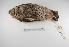  ( - MACN-Or-ct 1672)  @13 [ ] Copyright (2012) MACN Museo Argentino de Ciencias Naturales "Bernardino Rivadavia"