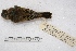  ( - MACN-Or-ct 1682)  @13 [ ] Copyright (2014) MACN Museo Argentino de Ciencias Naturales, Bernardino Rivadavia