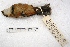  ( - MACN-Or-ct 1685)  @12 [ ] Copyright (2014) MACN Museo Argentino de Ciencias Naturales, Bernardino Rivadavia