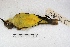  ( - MACN-Or-ct 1696)  @12 [ ] Copyright (2014) MACN Museo Argentino de Ciencias Naturales, Bernardino Rivadavia