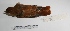  ( - MACN-Or-ct 1701)  @12 [ ] Copyright (2012) MACN Museo Argentino de Ciencias Naturales "Bernardino Rivadavia"