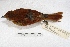  ( - MACN-Or-ct 1703)  @13 [ ] Copyright (2014) MACN Museo Argentino de Ciencias Naturales, Bernardino Rivadavia