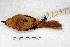  ( - MACN-Or-ct 1703)  @13 [ ] Copyright (2014) MACN Museo Argentino de Ciencias Naturales, Bernardino Rivadavia