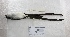 ( - MACN-Or-ct 1724)  @13 [ ] Copyright (2013) MACN Museo Argentino de Ciencias Naturales "Bernardino Rivadavia"