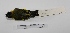  ( - MACN-Or-ct 1729)  @12 [ ] Copyright (2012) MACN Museo Argentino de Ciencias Naturales "Bernardino Rivadavia"