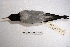  ( - MACN-Or-ct 1782)  @11 [ ] Copyright (2014) MACN Museo Argentino de Ciencias Naturales, Bernardino Rivadavia