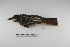  ( - MACN-Or-ct 1803)  @12 [ ] Copyright (2012) MACN Museo Argentino de Ciencias Naturales "Bernardino Rivadavia"