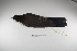  (Cyanocorax cyanomelas - MACN-Or-ct 1814)  @13 [ ] Copyright (2012) MACN Museo Argentino de Ciencias Naturales "Bernardino Rivadavia"
