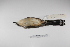  (Coccyzus melacoryphus - MACN-Or-ct 1863)  @13 [ ] Copyright (2012) MACN Museo Argentino de Ciencias Naturales "Bernardino Rivadavia"